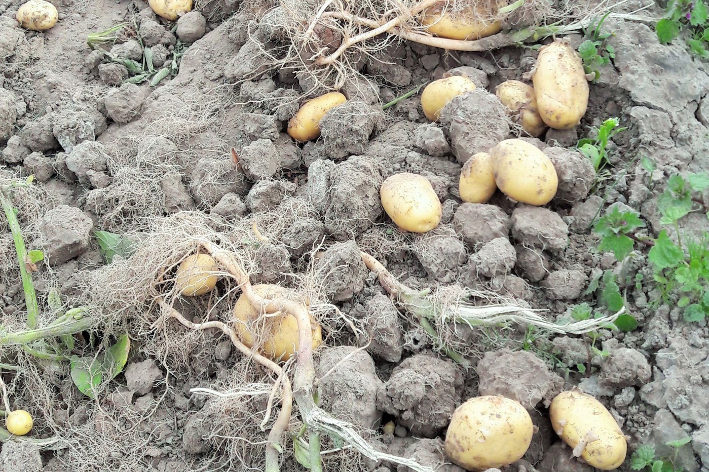 Kartoffeln im trocknen Boden