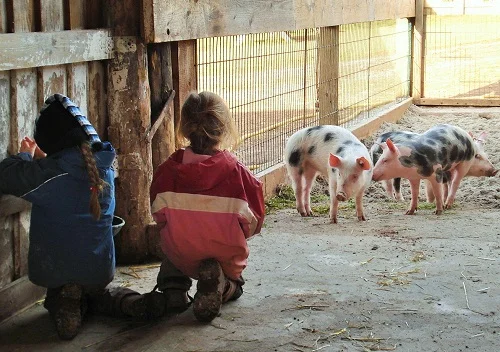 Kinder im Schweinestall. Klick führt zu Großansicht im neuen Fenster.