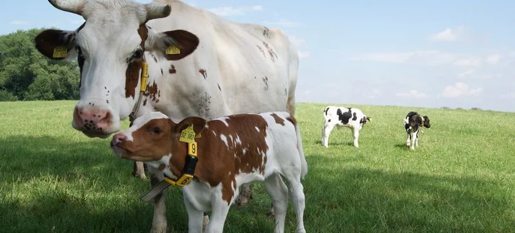 Mutterkuh mit Kalb auf Weide