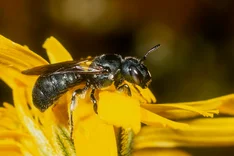 Metallische Keulhornbiene (Ceratina chalybea, CHEVRIER, 1872)