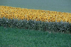 Bio-Sonnenblumen als heimische Eiweißquelle