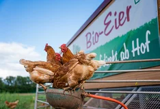 Biohof am Hollerberg