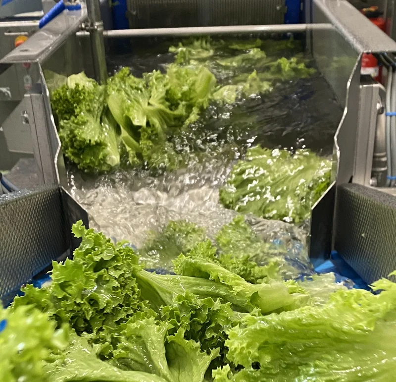 Salate, die in Fresh-Cut Betrieben für Kantinen gewaschen werden.
