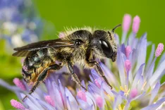 Einhöckrige Mauerbiene (Osmia niveata FABRICIUS, 1804)
