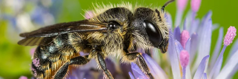Nahaufnahme einer Einhöckrigen Mauerbiene auf einer Blüte.