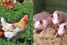 Bedarfsgerechte 100 prozentige Öko-Fütterung von Geflügel und Schweinen