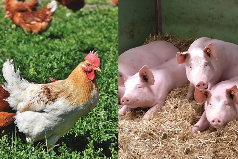 Bedarfsgerechte 100 prozentige Öko-Fütterung von Geflügel und Schweinen