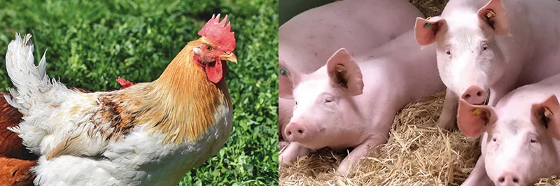Hahn und Schweine.