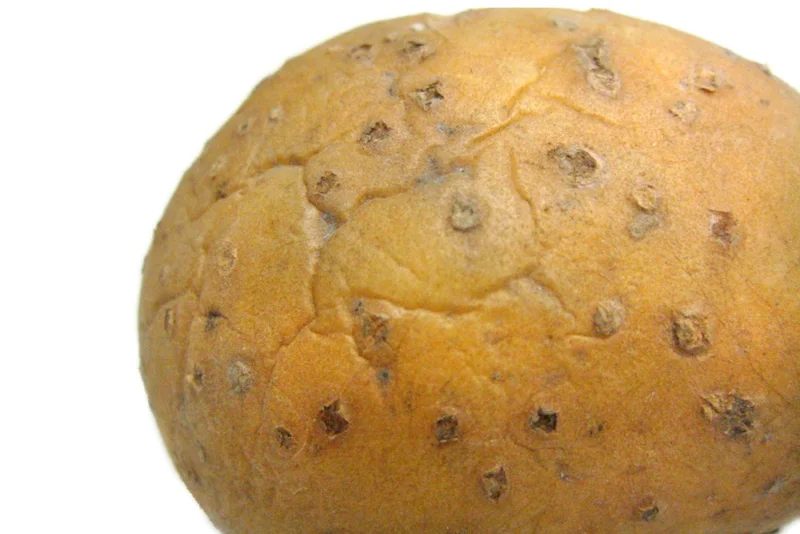 Silberschorf (Helminthosporium solani)