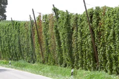 Verticillium Hopfen welke Pflanze