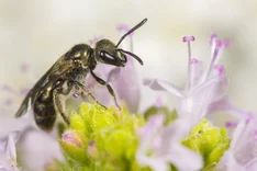 Grünglanz-Schmalbiene (Lasioglossum nitidulum, FABRICIUS 1804)