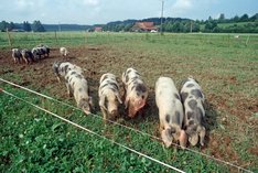 Schweinepest – was müssen Bio-Betriebe beachten?