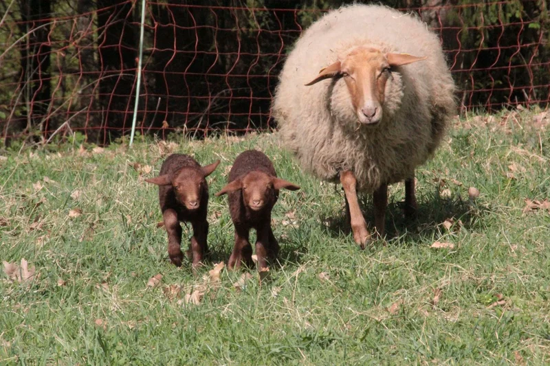 Schaf mit zwei Lämmern auf Wiese