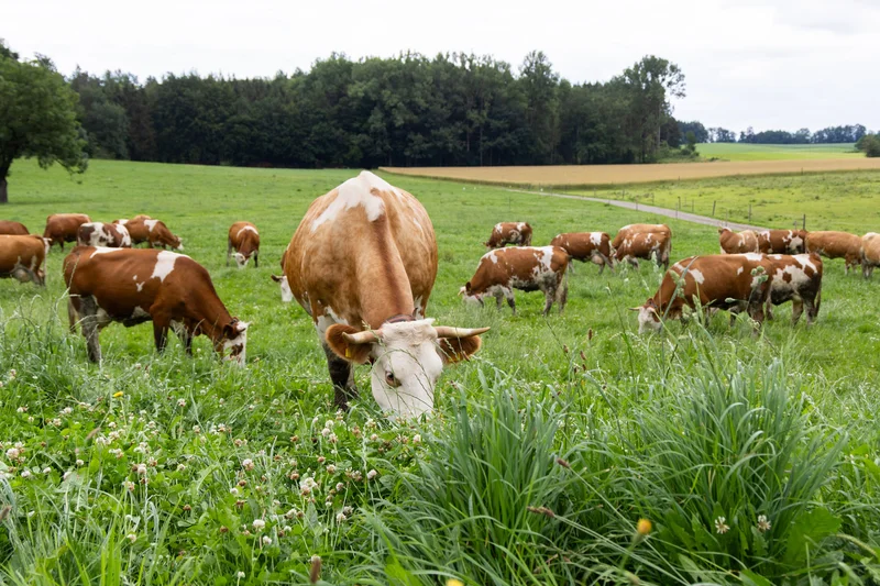 Rinder auf der Weide.