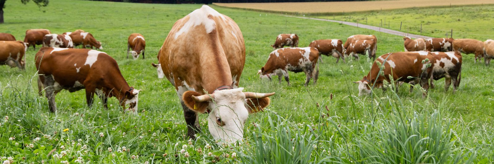 Alt: Milchkühe auf der Weide, Foto. Being organic in EU