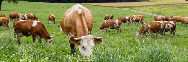 Milchkühe auf der Weide, Foto. Being organic in EU
