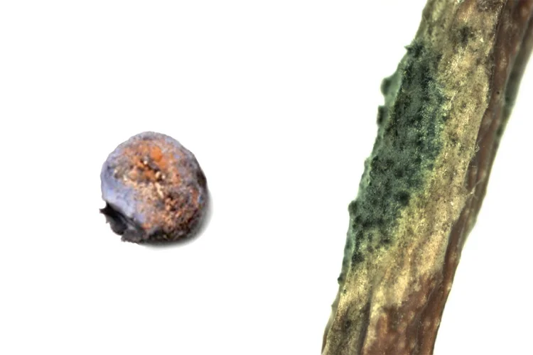Schadbilder Anthraknose an Heidelbeere. Klick führt zu Großansicht.