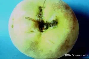 Fruchtschaden am Pfirsich