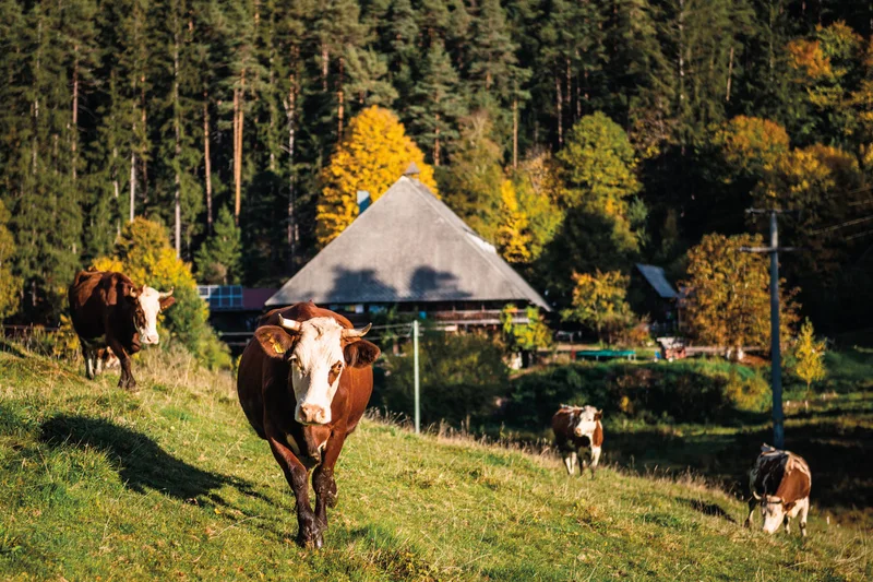 Kühe auf einer Alm