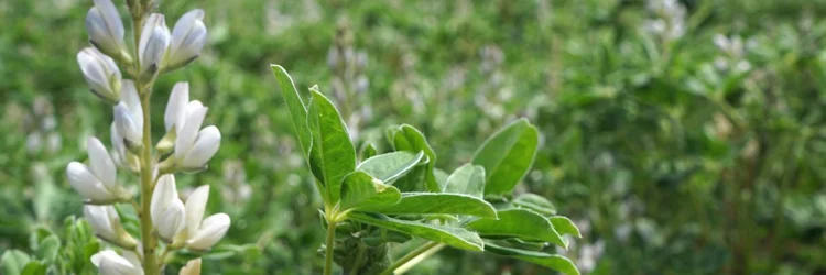 Lupinen auf dem Acker