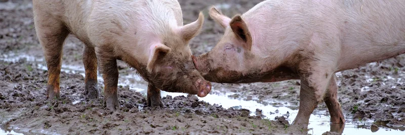 Bio-Schweine wühlen draußen im Matsch.