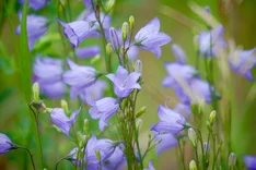 Die Pflanze des Monats Juni 2025: Rundblättrige Glockenblume (Campanula rotundifolia)
