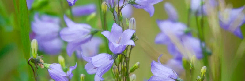 Rundblättrige Glockenblume.