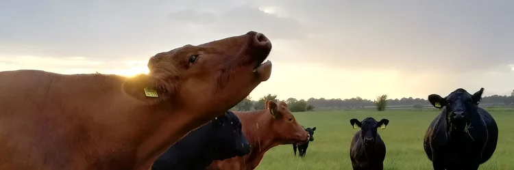 Kuh auf dem Feld