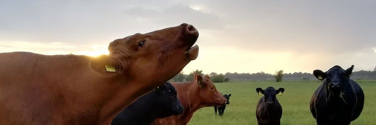 Kuh auf dem Feld