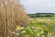 Getreideacker mit Blühfläche. Klick führt zu Großansicht.