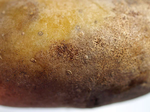 Kartoffelknolle mit Colletotrichum coccodes-Befall. Klick führt zu Großansicht im neuen Fenster.
