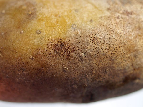 Kartoffelknolle mit Colletotrichum coccodes-Befall. Klick führt zu Großansicht im neuen Fenster.