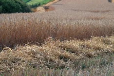 Bio-Roggenhebel: Wertschöpfungskette für mehr Bio-Roggen in der menschlichen Ernährung
