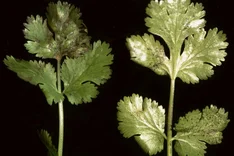 Bakterieller Doldenbrand und Bakterielle Blattflecken (Pseudomonas spp. )