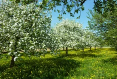 Obstparadies Staufen