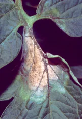 Befallsstellen durch Phytophthora an Tomaten. Klick führt zu Großansicht im neuen Fenster.