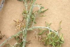 Echter Mehltau (Golovinomyces cichoracearum var. cichoracearum)