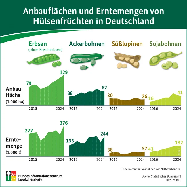 Infografik zu Anbaufläche und Erntemenge von Hülsenfrüchten in Deutschland