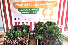 Alte Bio-Gemüsesorten züchten und wiederbeleben