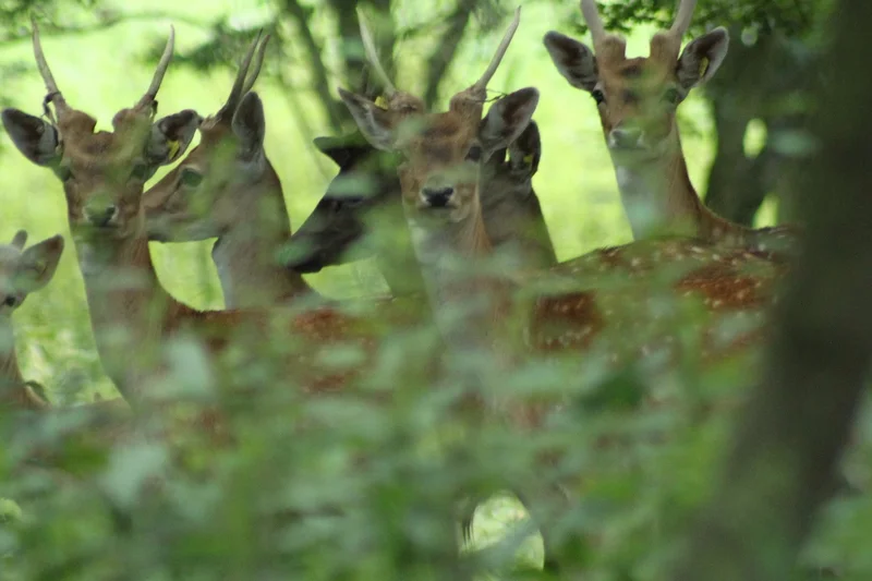 Damwild hinter Bäumen. Klick führt zu Großansicht im neuen Fenster.