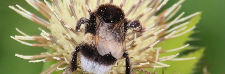 Hummel auf Blüte.