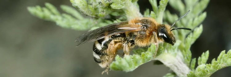 Große Salbei-Schmalbiene.