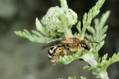 Große Salbei-Schmalbiene (Lasioglossum xanthopus, KIRBY 1802)