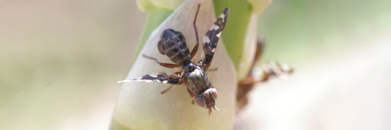 Spargelfliege.