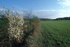 Ein Agrarbiotop mit Sträuchern im Feld. Klick führt zu Großansicht.