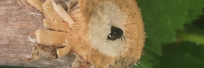 Die Grabwespe P. lethifer bei der Nestanlage in Holunder.
