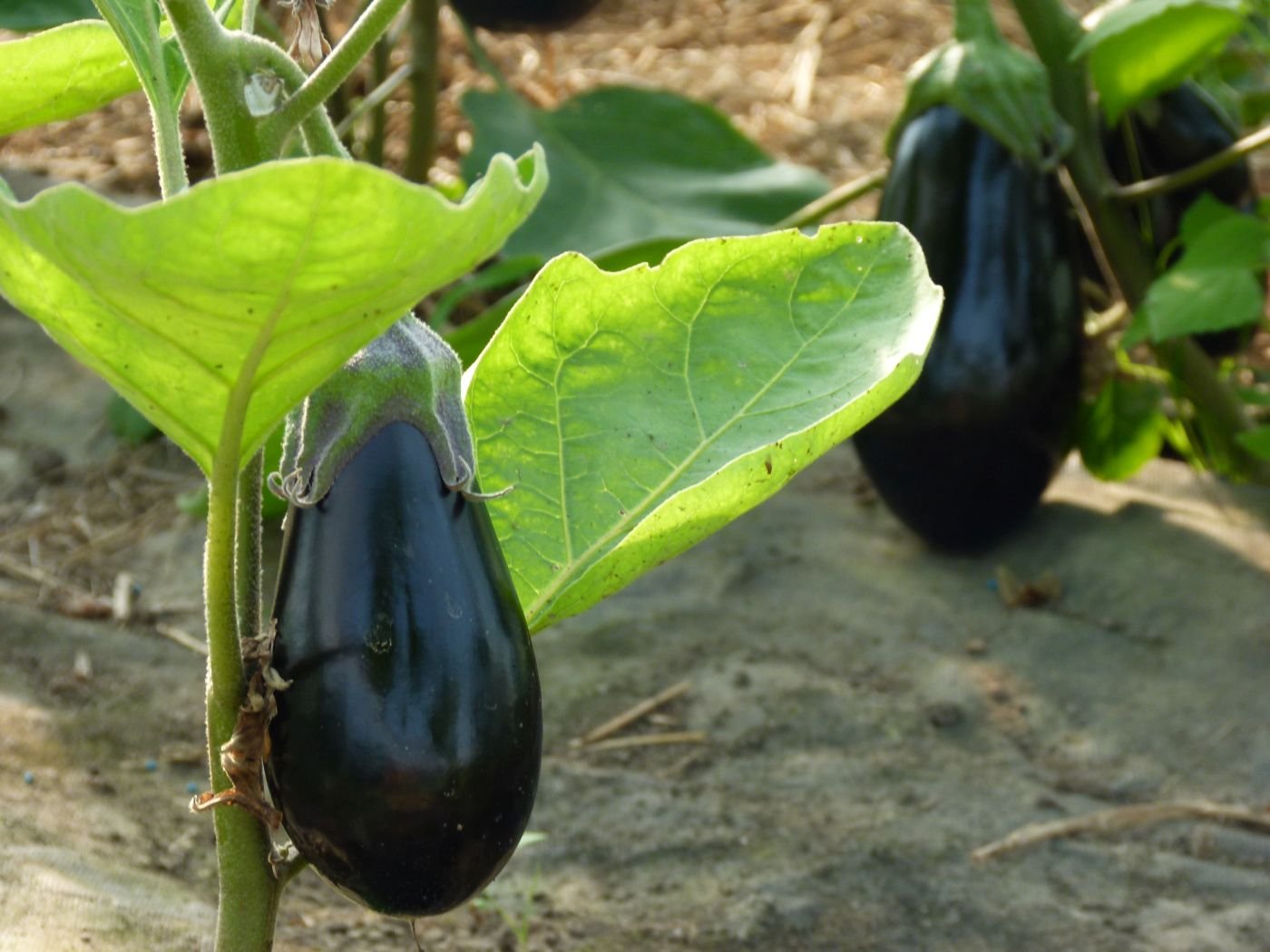 Aubergine