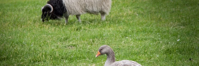 Gans und Schaf auf der Weide