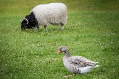 Tierische Vielfalt auf Betrieben: Vorteile und Herausforderungen