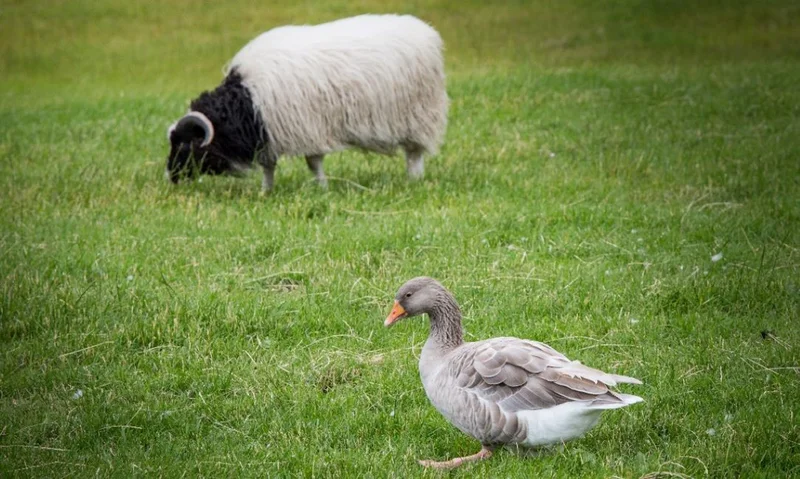 Tierische Vielfalt auf Betrieben: Vorteile und Herausforderungen